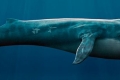 Veľryby sú morské príšery
