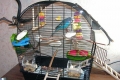 Papagájová klietka - chyby začínajúcich milovníkov vtákov a vlastnosti nákupu nového domova pre domáceho maznáčika