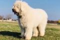 Komondor alebo maďarský ovčiak