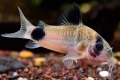 Panda chodbová (corydoras panda)