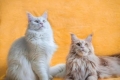 Krmivo pre maine coons: hodnotenie najlepších výrobcov suchého a mokrého krmiva pre dospelé mačky a mačiatka s cenami a spotrebiteľskými recenziami