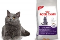 Royal canin pre mačky recenzie