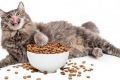 Krmivo pre kastrované mačky a kastrované mačky: charakteristika a pravidlá výberu