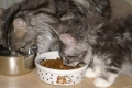 Kŕmenie mačiatka maine coon podľa mesiaca: potrebná strava