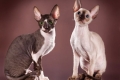 Cornish rex (angl. Cornish rex)