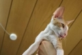 Cornish rex: popis plemena, starostlivosť a údržba