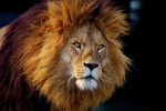 10 Faktov, prečo lev nie je taký ušľachtilý dravec, ako sa hovorí