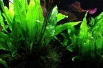 10 Druhov cryptocoryne wendt