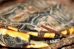 16 Najobľúbenejších druhov domestikovaných korytnačiek