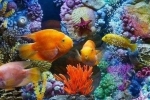 31 Najkrajších akváriových rýb