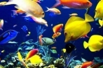 35 Mien najobľúbenejších akváriových rýb