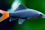 7 Populárnych druhov akváriových rýb labeo