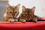 9 Populárnych plemien škvrnitých mačiek: znaky vzhľadu a správania