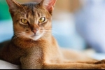 Habešská mačka foto, popis, charakter, fakty, klady, zápory mačky