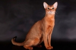 Habešská mačka: charakter, popis plemena a starostlivosť o mačiatko tohto plemena