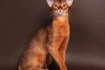 Habešské mačky: popis a vlastnosti plemena