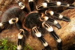 Acanthoscurria geniculata: obsah pavúka, nebezpečenstvo jeho uhryznutia