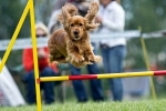 Agility je šport pre aktívnych psov v rusku aj v zahraničí: pravidlá súťaže, vybavenie, trate