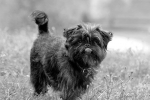 Affenpinscher