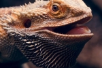 Agama fúzatý (pogona vitticeps)