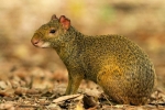 Agouti alebo zajac hrbatý: druh, lokalita, správanie