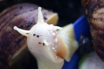 Achatina reticulata: starostlivosť o slimáka čiernohlavého