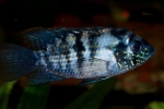 Akara modro škvrnitá (andinoacara pulcher)