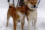 Akita inu a shiba inu: rozdiely