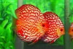 Akvarijné ryby discus