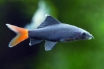 Akvarijné ryby labeo: obsah, popis, odrody
