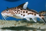 Synodontis sumec akváriové ryby