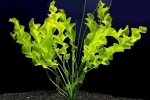 Akvarijná rastlina vlnitý aponogetón (undulatus)