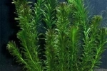 Akvarijná rastlina elodea: pestovanie, rozmnožovanie, foto