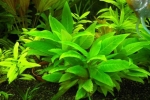 Akvarijná rastlina citrónovej trávy, podmienky starostlivosti a údržby