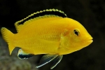 Údržba akvária a reprodukcia labidochromis žltej