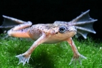 Akvarijné žaby: funkcie obsahu