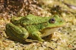 Akvarijné žaby: údržba, starostlivosť a rozmnožovanie