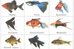 Akvarijné ryby s menami a popismi pre začiatočníkov