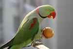 Alexandrijský papagáj