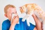 Alergia na mačky - čo je príčinou a ktoré mačky možno chovať
