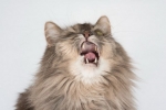 Potravinové alergie u mačiek: príznaky a liečba