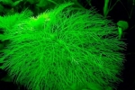 Ambulia (limnophila): rastlinný druh, obsah v akváriu