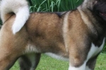 Americká akita: pes s tvárou medveďa, pohľadom mudrca a postavou športovca