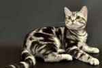 Americká krátkosrstá mačka