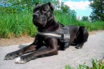 Americký bandog