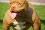 American bully - dobrá nálada v tele športovca