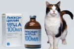 Amoxicilín pre mačky: návod na použitie