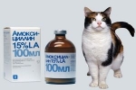 Amoxicilín pre mačky: návod na použitie, recenzie