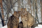 Amur lesná mačka - popis, prostredie a stravovacie návyky