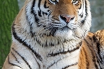Tiger amurský (latinsky panthera tigris altaica)